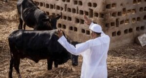 IPOB bans rearing & consumption of cows in South-East Nigeria