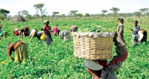 Flood: Prepare for increased hunger, food scarcity – Farmers tell Nigerians