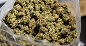 NDLEA destroys 16 hectares cannabis farm