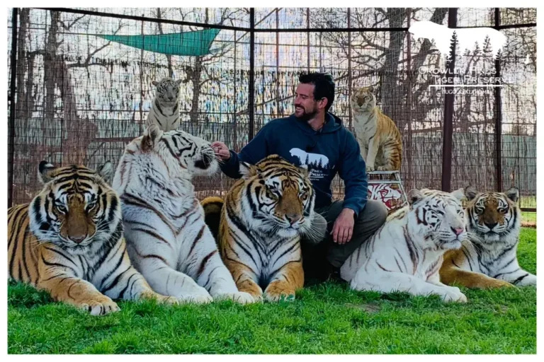 Tiger handler and ‘Joe Exotic associate’ fatally mauled by big Tiger at reserve